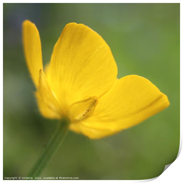 Golden Buttercup Flower in Close up Print by Imladris 