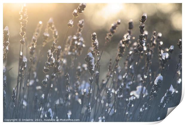 Icy Lavender Blooms Winter Sunrise Print by Imladris 