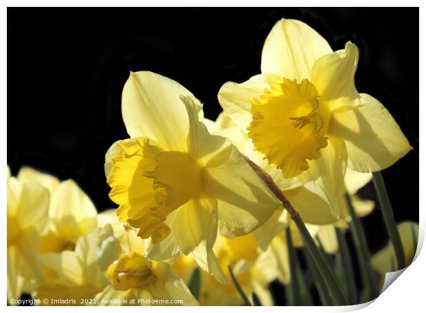 Backlit Yellow King Alfred Daffodils Print by Imladris 