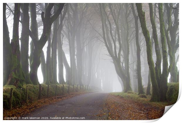 Misty Dartmoor Trees Print by mark lakeman