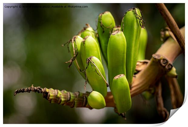 Closeup shot of small growing banana's on the branch of a banana tree Print by Kristof Bellens