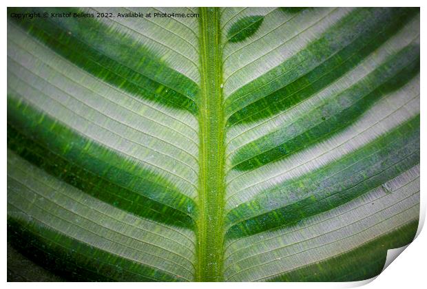 Abstract closeup of green leaf with feather vein pattern Print by Kristof Bellens