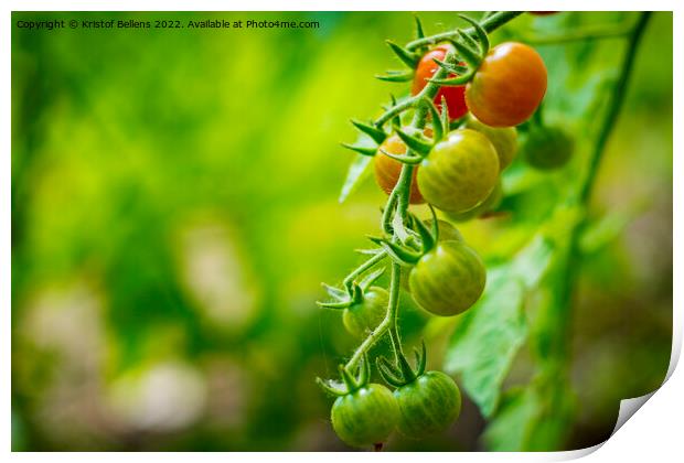 Cherry tomatoes growing in different stages with blurry background. Print by Kristof Bellens