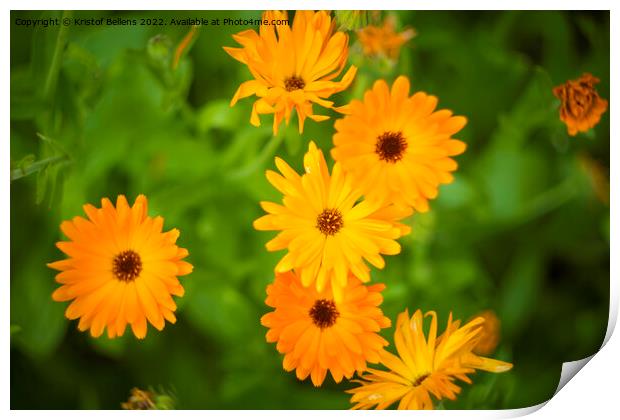 Pot marigold, common marigold, ruddles, Mary's gold or Scotch marigold Print by Kristof Bellens