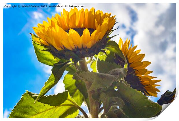 Low angle view in the sunflower field Print by Kristof Bellens
