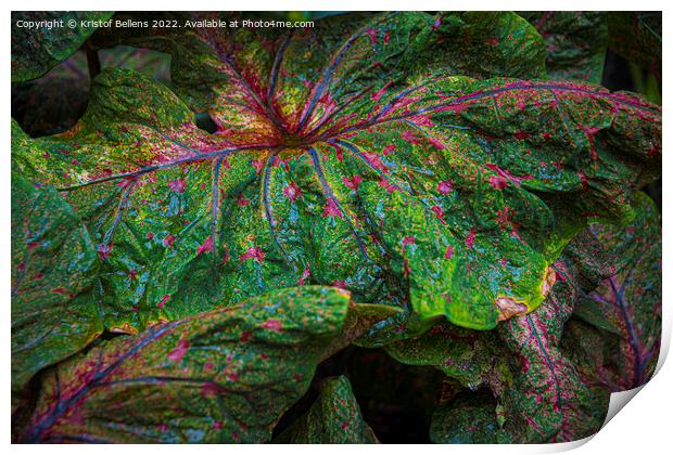 Textured leaf of of colorful caladium, latin name caladium bicolor, also called Heart of Jesus Print by Kristof Bellens