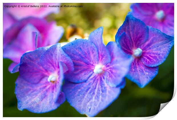 Close-up macro shot of three purple hydrangea or hortensia flowers in a row. Print by Kristof Bellens