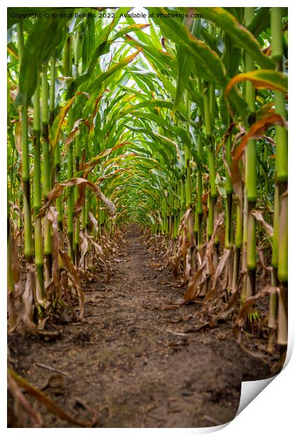 Vertical low angle shot of corn field between the crop Print by Kristof Bellens