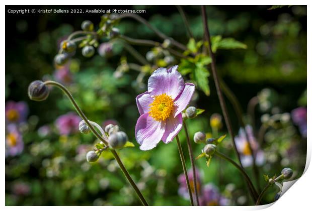 Japanese anemone flower field. Close-up and detail with blurry background. Print by Kristof Bellens