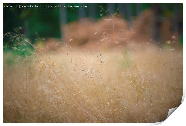 Close-up of Deschampsia flexuosa, commonly known as wavy hair-grass. Print by Kristof Bellens