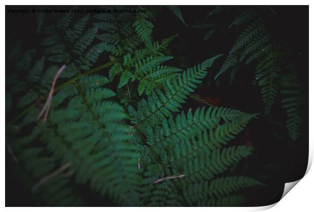 Dark and moody fern leaves background with selective focus. Print by Kristof Bellens