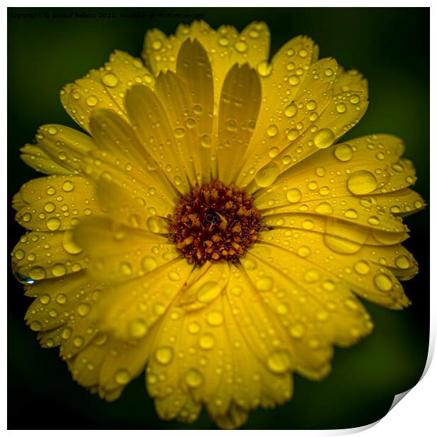 Close-up macro shot of yellow marigold flower with raindrops and green blurry background. Print by Kristof Bellens