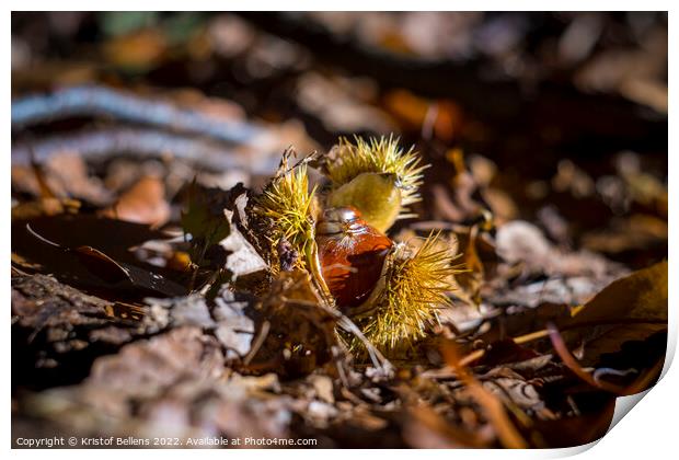 Open chestnut husk during autumn on october Print by Kristof Bellens