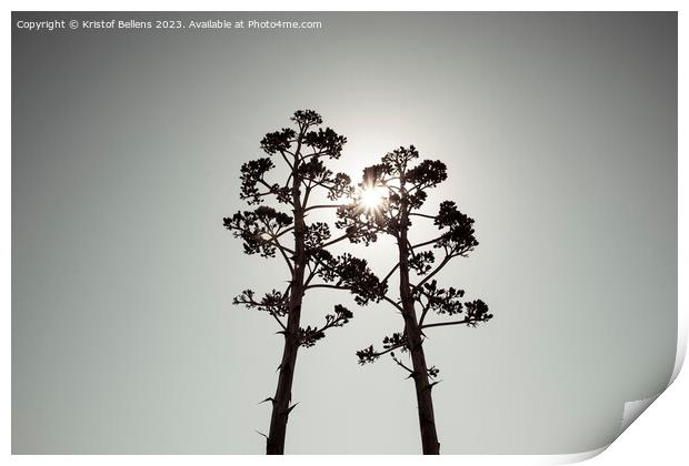 Two Agave salmiana vertical floral stem in silhouette with gray toning. Print by Kristof Bellens