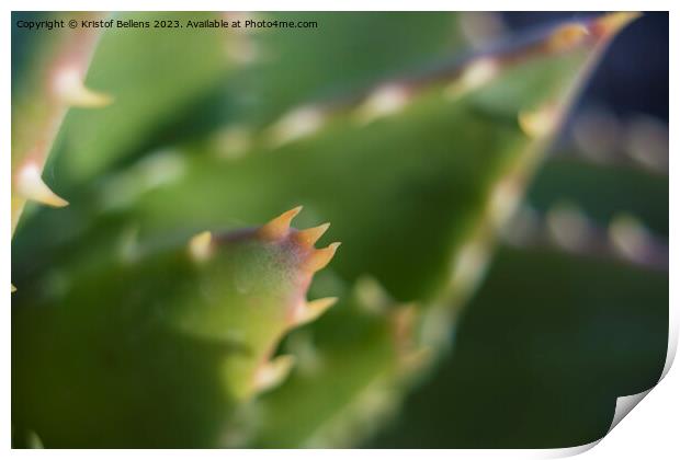 Extreme close-up shot of the spikes an thorns of an aloe perfoliata or mitre aloe, also commonly named Rubble Aloe Print by Kristof Bellens
