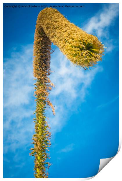 View on a foxtail agave flower, or latin name Agave attenuata. Also called lion's tale or swan's neck agave Print by Kristof Bellens