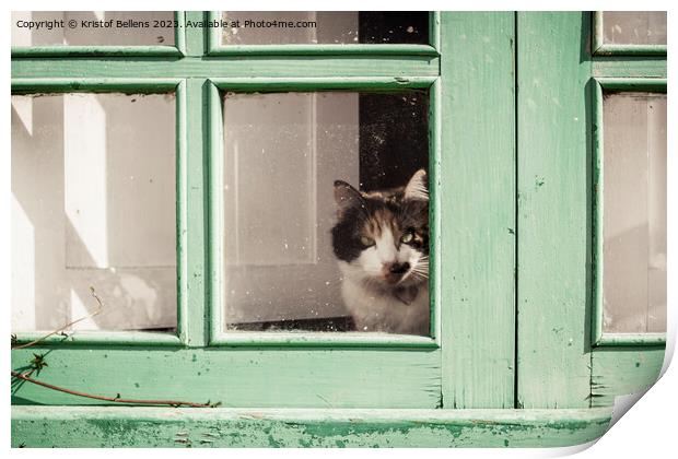 Domestic housecat looking through the glass of a weathered green window Print by Kristof Bellens