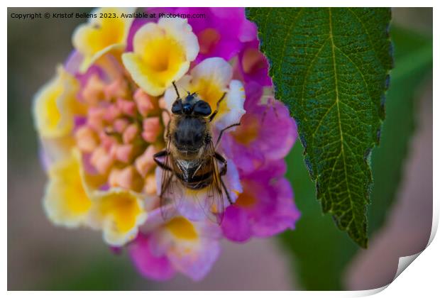 Bee eating nectar on a vivid and colorful close-up of a lantana camara ornamental flower in the garden Print by Kristof Bellens