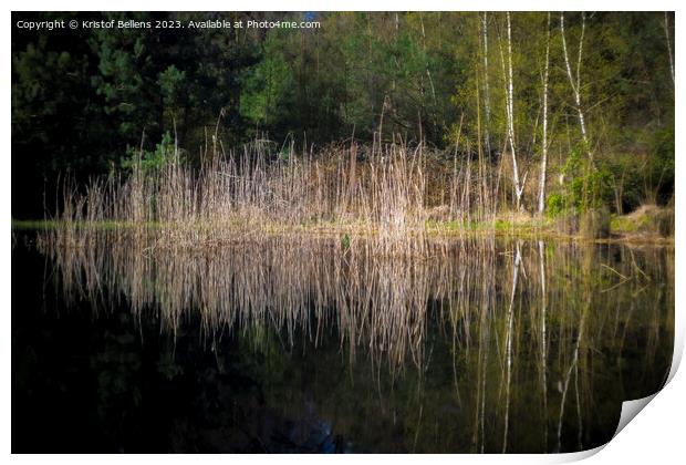 Reed field with reflection in a pond in a forest. Print by Kristof Bellens