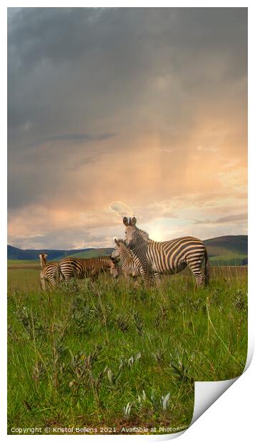 Herd of zebra's standing in the plains and savanna Print by Kristof Bellens