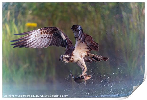 Osprey With Rainbow Trout Print by Liam McBride
