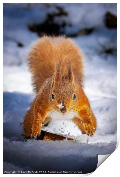 Red Squirrel In Snow Print by Liam McBride