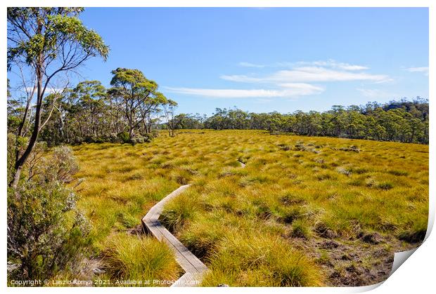 Pencil Pine to Ronny Creek boardwalk - Cradle Mountain Print by Laszlo Konya