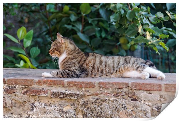 Cat on a stone wall - Montepulciano Print by Laszlo Konya