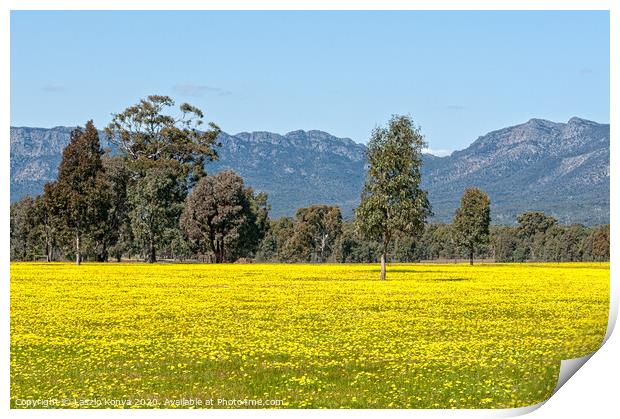 Blooming canola - Grampians Print by Laszlo Konya