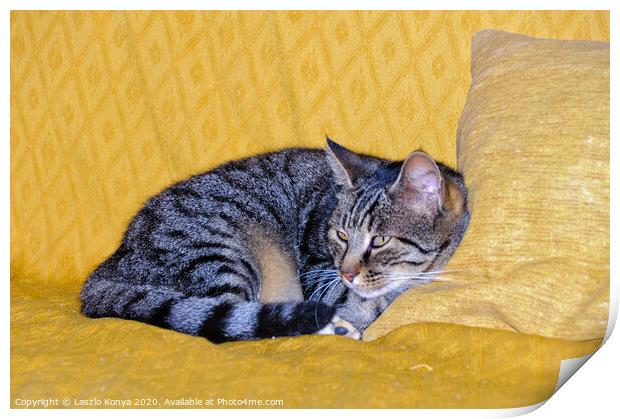 Watching cat - Uopini Print by Laszlo Konya