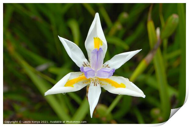 Fairy Iris (Dietes Grandiflora) Print by Laszlo Konya