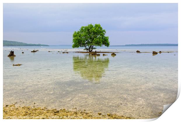 Tree on a coral rock reef - Espiritu Santo Print by Laszlo Konya