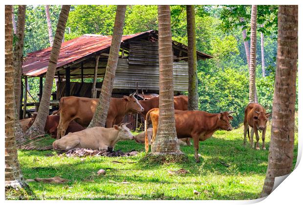 Grazing Cattle - Espiritu Santo Print by Laszlo Konya