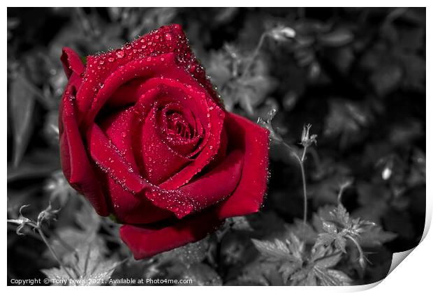 Red Rose in the rain Print by Tony Lewis