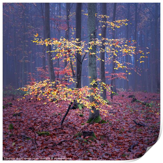 Woodland Colours Print by Ian Smith