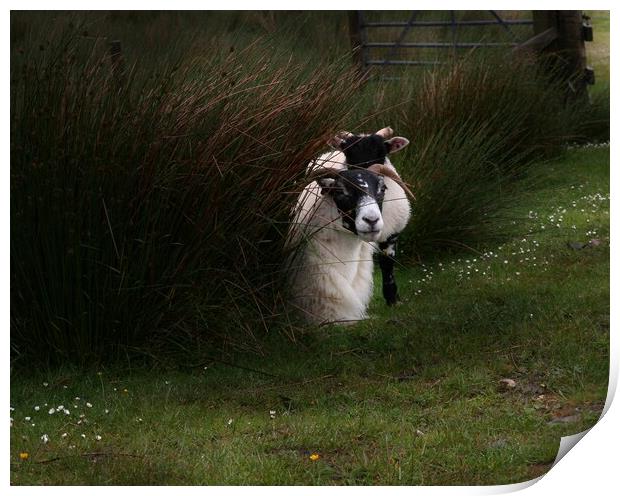 Black-faced Ewe and lamb Print by Ian Turnell