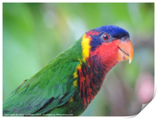 beautiful color Nuri bird Print by John Lusikooy