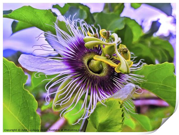 Passion Fruit Flower Print by John Lusikooy