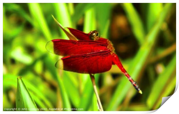 a red dragonfly Print by John Lusikooy