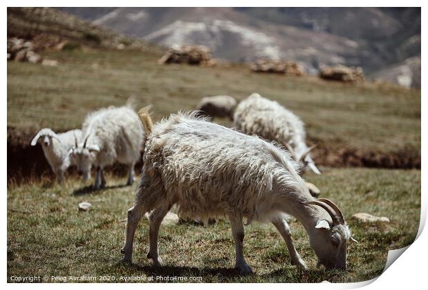 A herd of sheep standing on top of a grass covered Print by Peleg Avraham