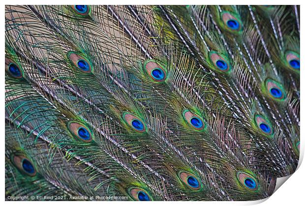 Peacock feathers display Print by Eti Reid