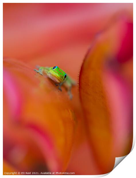 Hawaiian gold dust day gecko portrait Print by Eti Reid