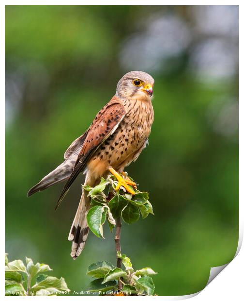 Kestrel perched on a branch Print by Cliff Kinch