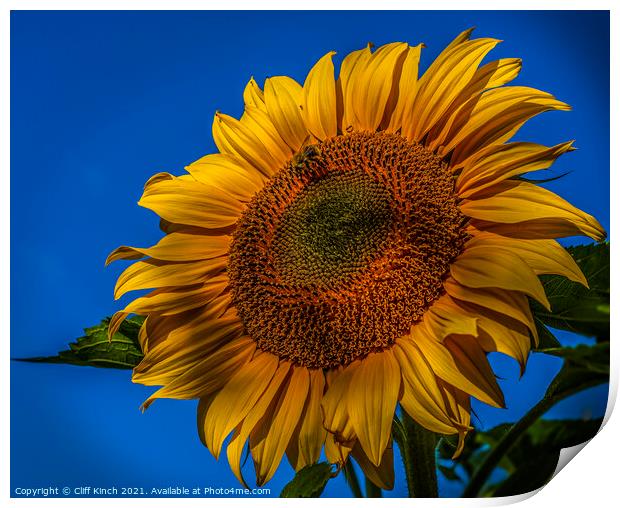 Sunflower Print by Cliff Kinch
