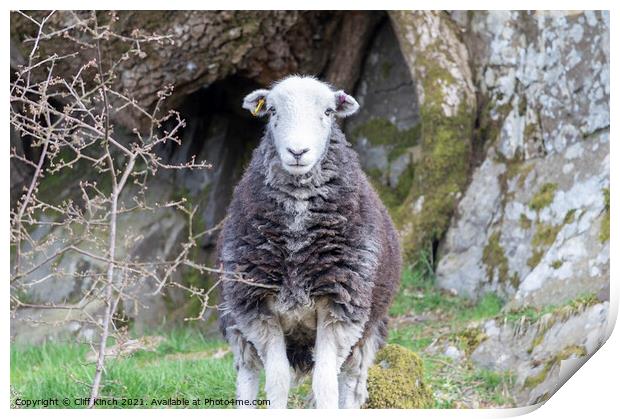 Lake District Herdwick sheep Print by Cliff Kinch