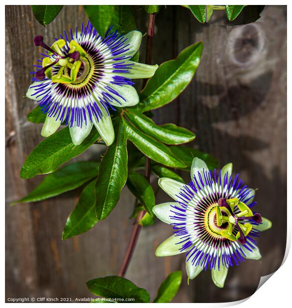 Passion flowers Print by Cliff Kinch