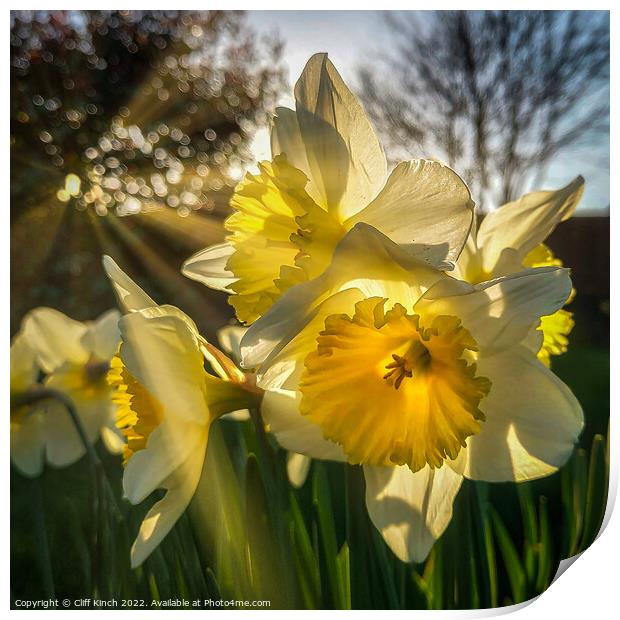 Daffodils in the sun Print by Cliff Kinch