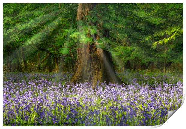Bluebells and sunrays Print by Cliff Kinch