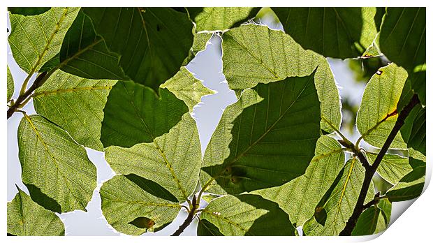 Mottled detail of leaves Print by Cliff Kinch