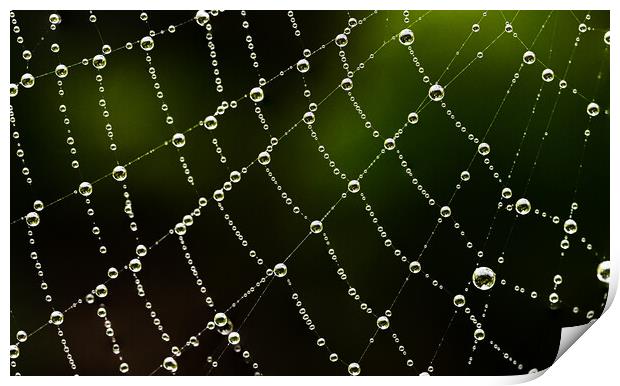 Intricate detail of a cobweb Print by Cliff Kinch